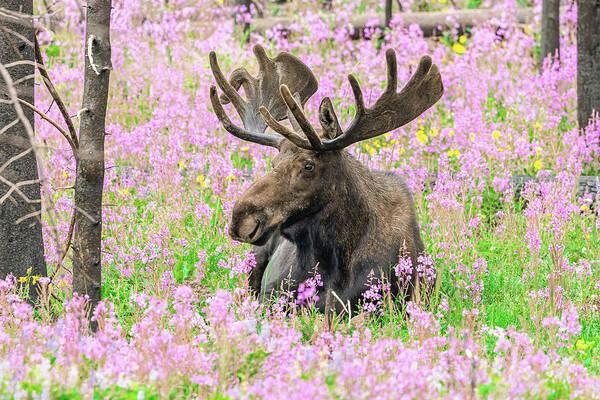 Moose Art Print featuring the photograph Bull Moose Among the Wildflowers by Tony Hake