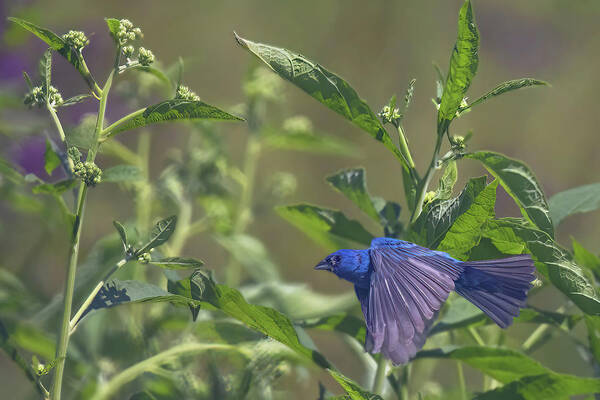 Wildlife Art Print featuring the photograph Bunting In Flight by Gina Fitzhugh