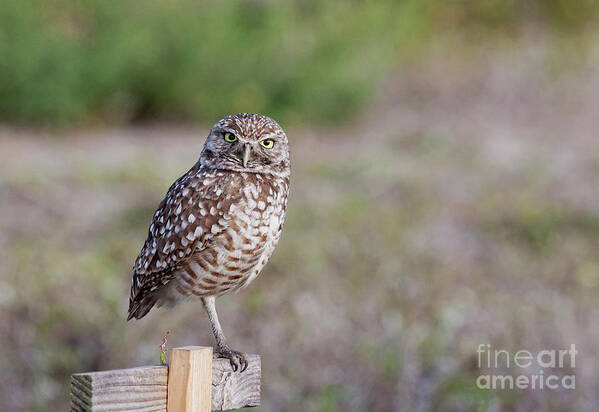 Burrowing Owl Art Print featuring the photograph Burrowing Owl Stare Down by Jayne Carney