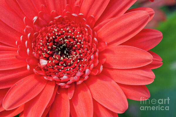 Flower Art Print featuring the photograph Burst of Red by Jayne Carney