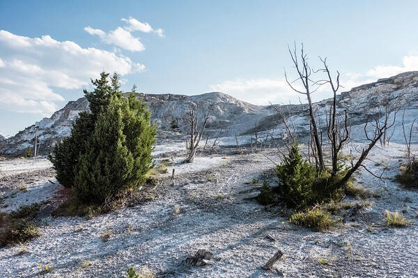 Yellowstone Art Print featuring the photograph Bushes on arid soil by Alberto Zanoni