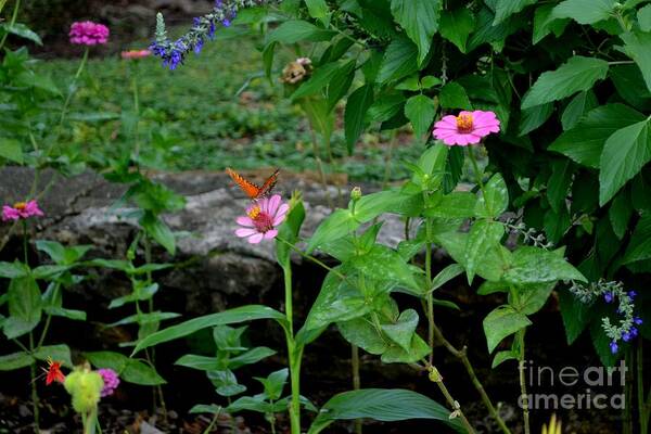 Butterfly Photograph Art Print featuring the photograph Butterfly Garden by Expressions By Stephanie