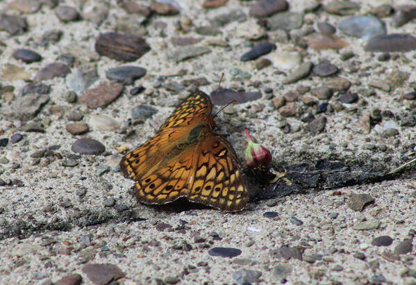 Butterfly Art Print featuring the photograph Butterfly on the Sidewalk by Christopher Reed