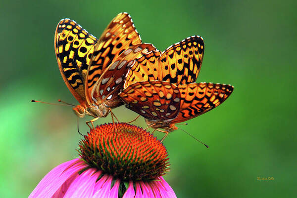 Butterflies Art Print featuring the photograph Butterfly Twins by Christina Rollo