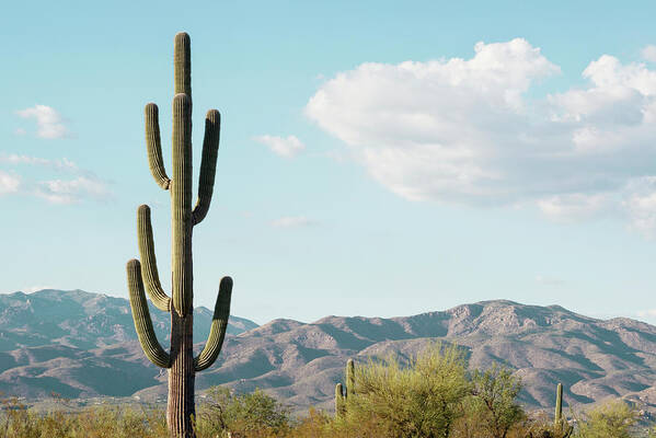Botanic Art Print featuring the photograph Cacti Cactus Collection - Saguaro Tucson by Philippe HUGONNARD