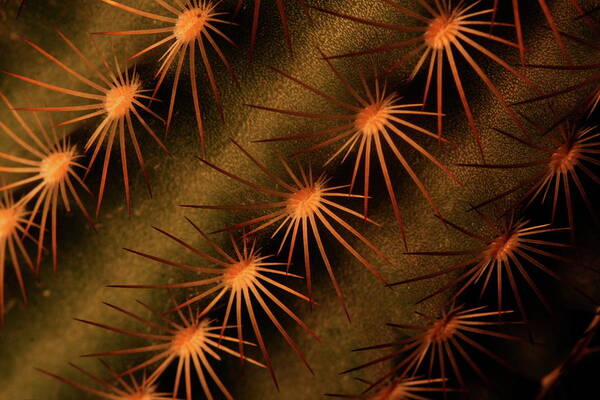 Art Art Print featuring the photograph Cactus 9521 by Julie Powell