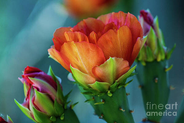 Flower Art Print featuring the photograph Cactus Flower by Billy Bateman