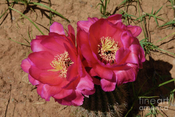 Cactus Art Print featuring the digital art Cactus in pink by Yenni Harrison