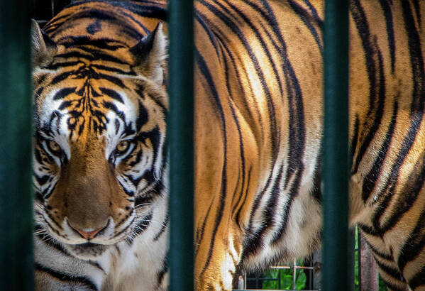 2018 Art Print featuring the photograph Caged Thunder by Gerri Bigler