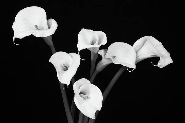 Calla Lillies Art Print featuring the photograph Calla Lillies x 6 Black and White by Steve Templeton