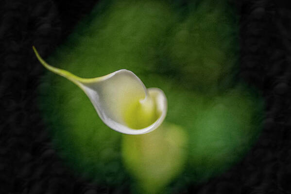 Calla Lily Art Print featuring the photograph Calla Lily 1 by Kathy Paynter