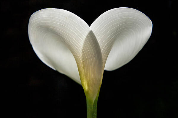 Calla Lily Art Print featuring the photograph Calla Lily by Donald Kinney