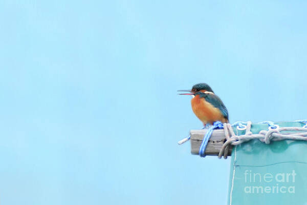 Kingfisher Art Print featuring the photograph Calling Kingfisher by Terri Waters
