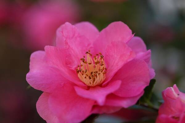 Camellia Art Print featuring the photograph Pink Camellia II by Mingming Jiang