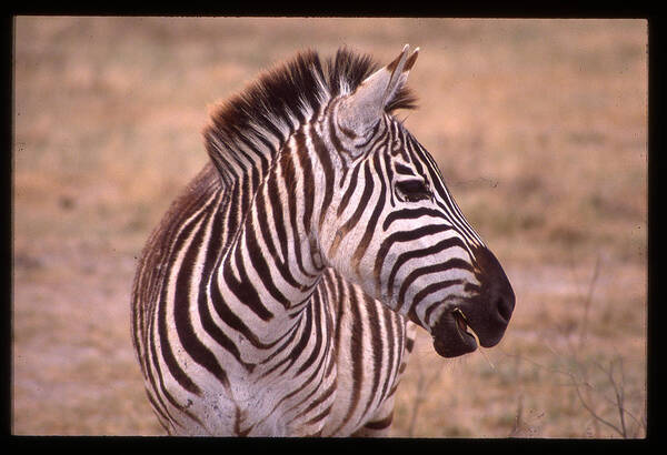 Africa Art Print featuring the photograph Camera Shy Zebra by Russ Considine