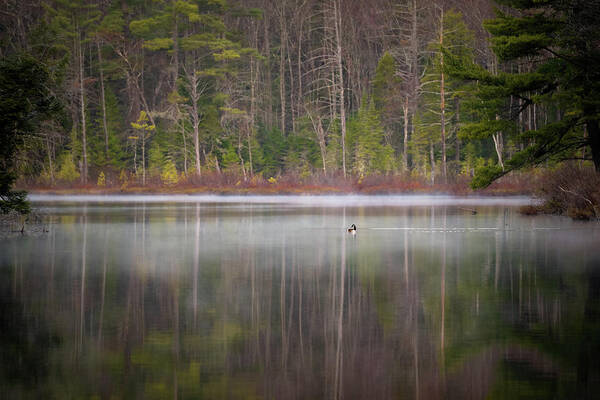 Nature Art Print featuring the photograph Canada Goose on a Misty Swift River Morning by William Dickman