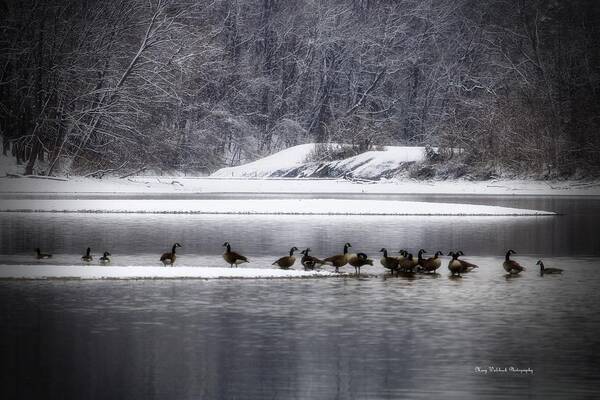 Waterfowl Art Print featuring the photograph Canadian Geese Gathering by Mary Walchuck