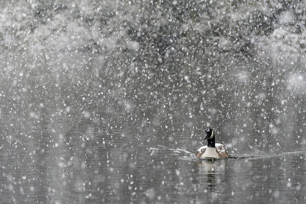 North America Art Print featuring the photograph Canadian Goose in Snow 1 by Melissa Southern