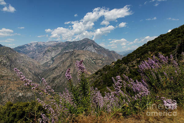 Kings Canyon Art Print featuring the photograph Canyon Wildflowers by Erin Marie Davis