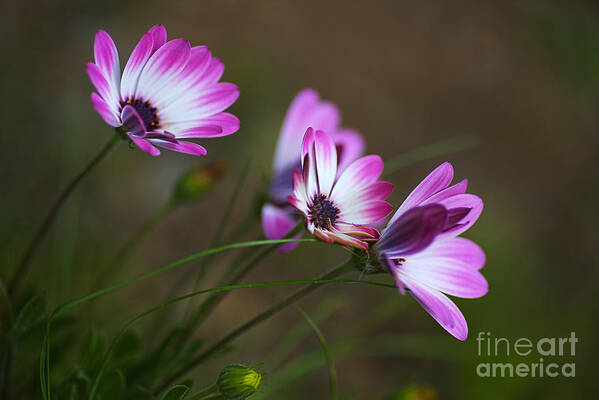 Cape Daisy Flower Art Art Print featuring the photograph Cape Daisy by Joy Watson