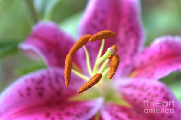 Lily Art Print featuring the photograph Captivating Stargazer Lily by Amy Dundon