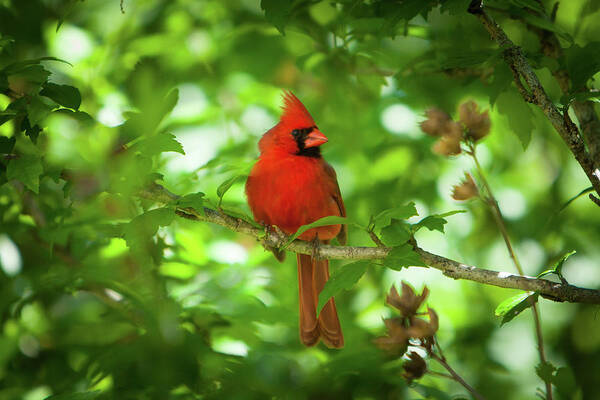 Red Cardinal Art Print featuring the photograph Cardinal_9951 by Rocco Leone