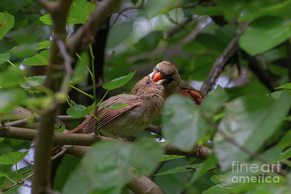 Cardinals Art Print featuring the photograph Cardinals New Hope by Chris Scroggins