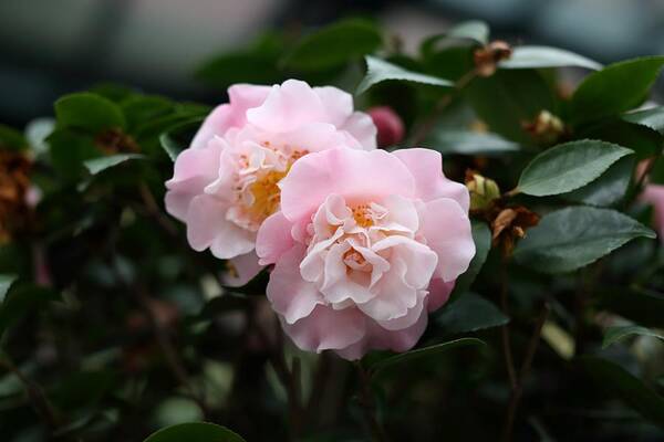 Camellia Art Print featuring the photograph Translucent Pink by Mingming Jiang