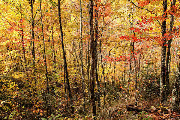 Beech Mountain Art Print featuring the photograph Carolina Color by Phil Marty