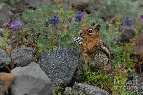 Callospermophilus Saturatus Art Print featuring the photograph Cascade Golden-Mantled Ground Squirrel with Flower Snack #2 by Nancy Gleason