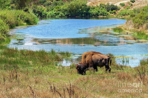 Catalina Art Print featuring the photograph Catalina Bison by Eddie Yerkish