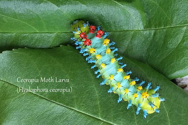 Nature Art Print featuring the photograph Cecropia Moth caterpillar by Mark Berman
