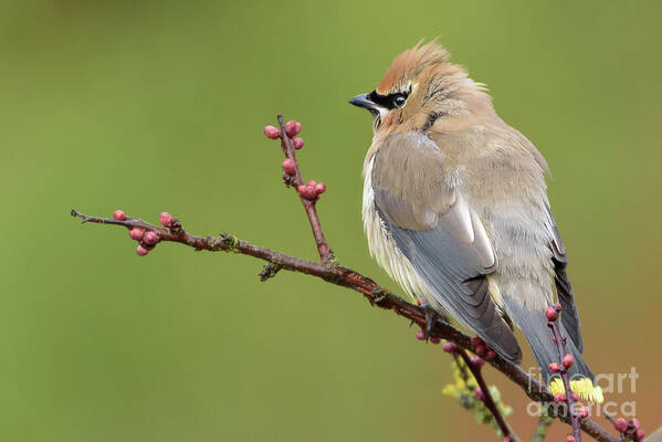 Cedar Waxwing Art Print featuring the photograph Cedar Waxwing Perched on a Twig with Flower Buds by Nancy Gleason