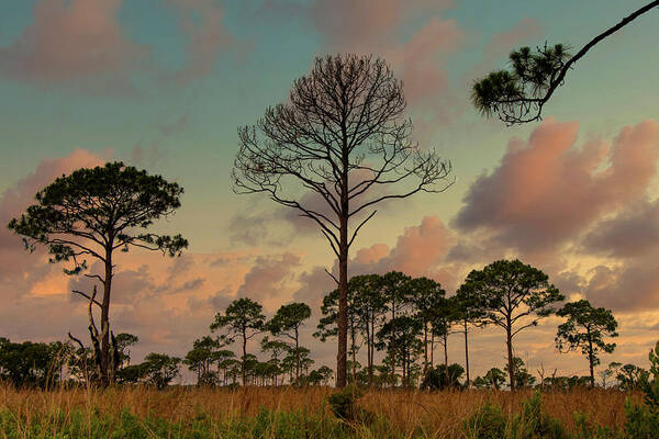 Trees Art Print featuring the photograph Central Florida sunset by Carolyn D'Alessandro