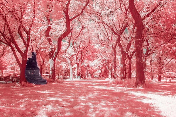 Treeline Art Print featuring the photograph Central Park in Pink by Auden Johnson