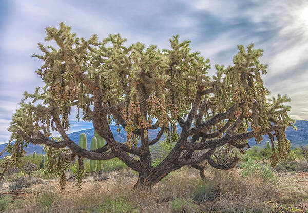 Chain-fruit Cholla Art Print featuring the photograph Chained-fruit Cholla by Jonathan Nguyen