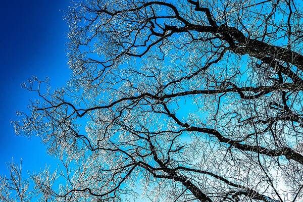 Abstract Art Print featuring the photograph Chaotic System Of Ice Covered Tree Branches With Blue Sky by Andreas Berthold