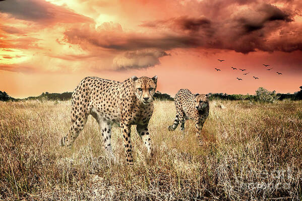 Cheetah Art Print featuring the photograph Cheetah Hunt by Ed Taylor
