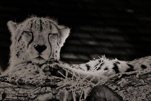 Colorado Art Print featuring the photograph Cheetah Snoozing In The Sun by Loren Gilbert