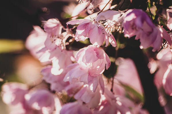 Pink Art Print featuring the photograph Cherry Blossom by Adelaide Lin
