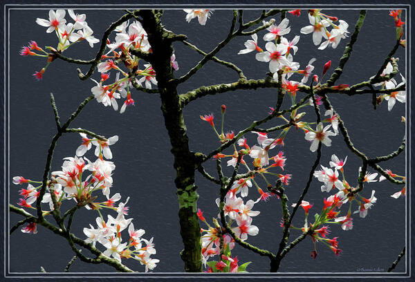 Bonnie Follett Art Print featuring the photograph Cherry Blossoms on Dark Bkgrd by Bonnie Follett