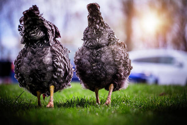 Art Print featuring the photograph Chicken Butts by Nicole Engstrom