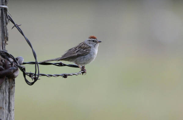 Chipping Sparrow Art Print featuring the photograph Chipping Sparrow on the Ranch by Whispering Peaks Photography