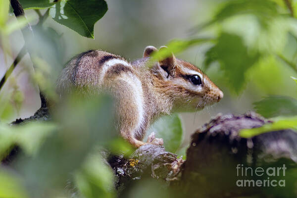 Chipmunk Art Print featuring the photograph Chippy in the Preserve by Natural Focal Point Photography