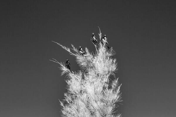 Black And White Art Print featuring the photograph Magpie Chorus by Ari Rex