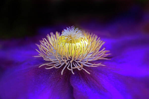 Flower Art Print featuring the photograph Clematis Aglow by Jessica Jenney