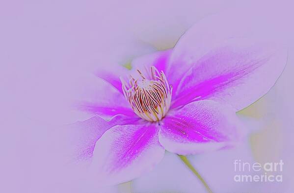 Flower Art Print featuring the photograph Clematis by Cathy Donohoue