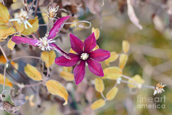 Adrian-deleon Art Print featuring the mixed media Clematis Niobe - Macro by Adrian De Leon Art and Photography