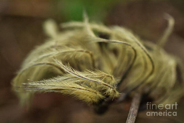 Clematis Seed Heads Art Print featuring the photograph Clematis seed heads by Iris Richardson