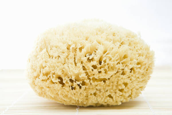 White Background Art Print featuring the photograph Close up of a bath sponge by Lena Clara